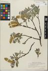 Foto von Salix glandulifera Flod. x Salix lanata L.